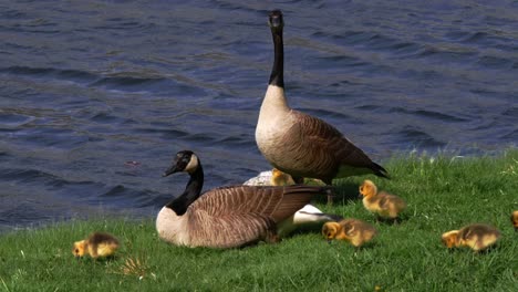 Zwei-Erwachsene-Gänse-Gehen-Zwischen-Mehreren-Gänschen-Spazieren