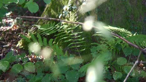 Closeup-shot-of-green-plants-on-the-ground-of-a-forest-nearby-a-tree-with-moss,-static-with-sun-and-shadow-pattern