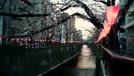 japanese canal at night with cherry blossoms and lanterns