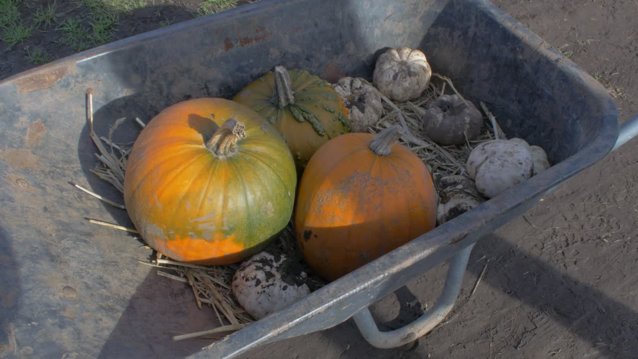 calabazas anaranjadas en halloween siendo cargadas en carretilla
