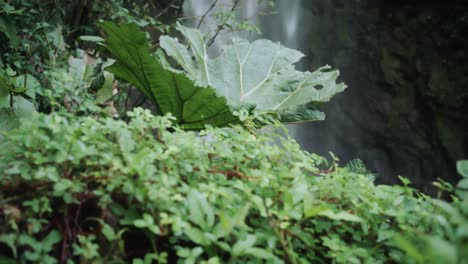 plantas que crecen frente a una cascada