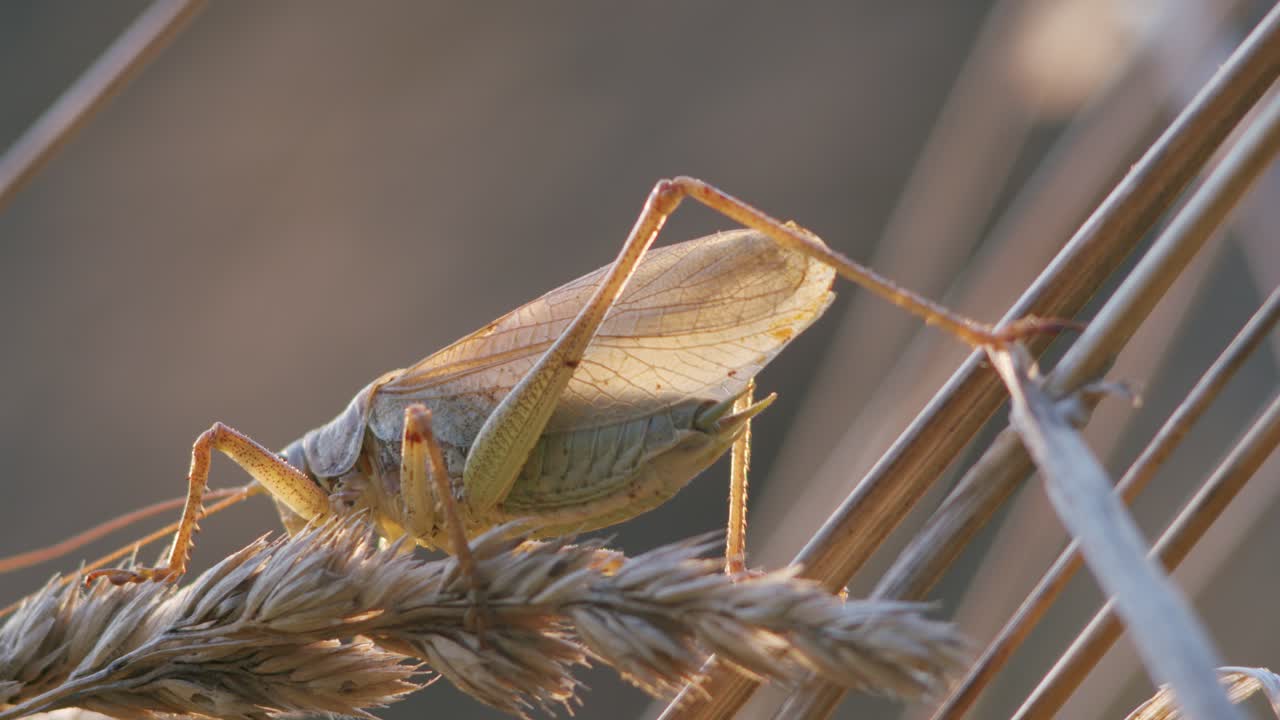 잔디 줄기에 지저귀는 늦가을 저녁 빛의 덤불 귀뚜라미