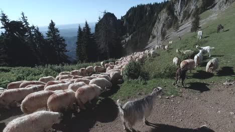 a flock of sheep and goats passing by going to the stream in the buila-vanturarita national park, part of the carpathian mountains