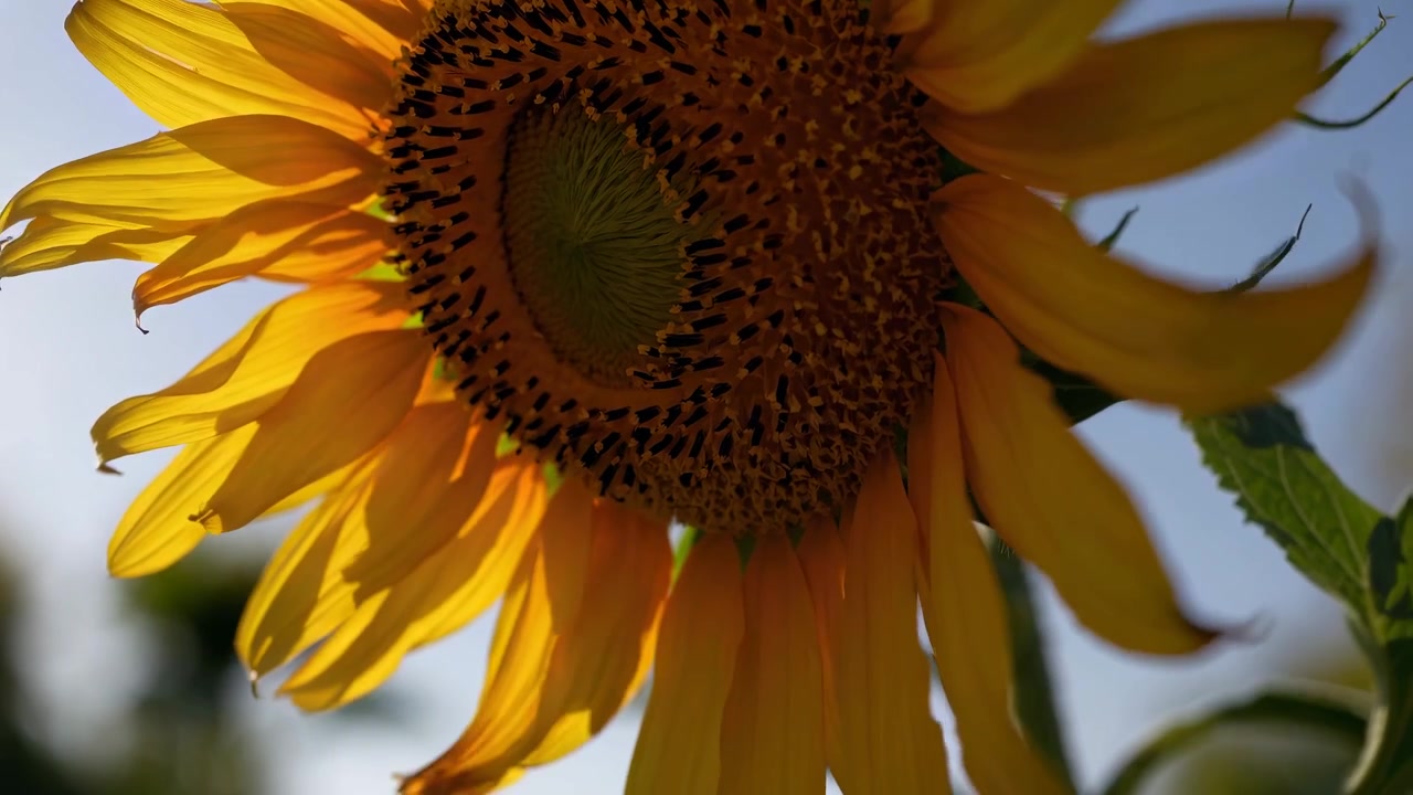 Close-up de um Girassol Amarelo Vibrante Balançando Suavemente Sob um Céu Azul Claro