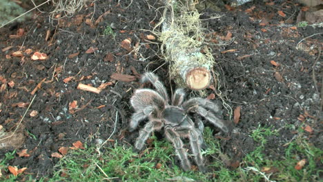 front close up view of walking tarantula