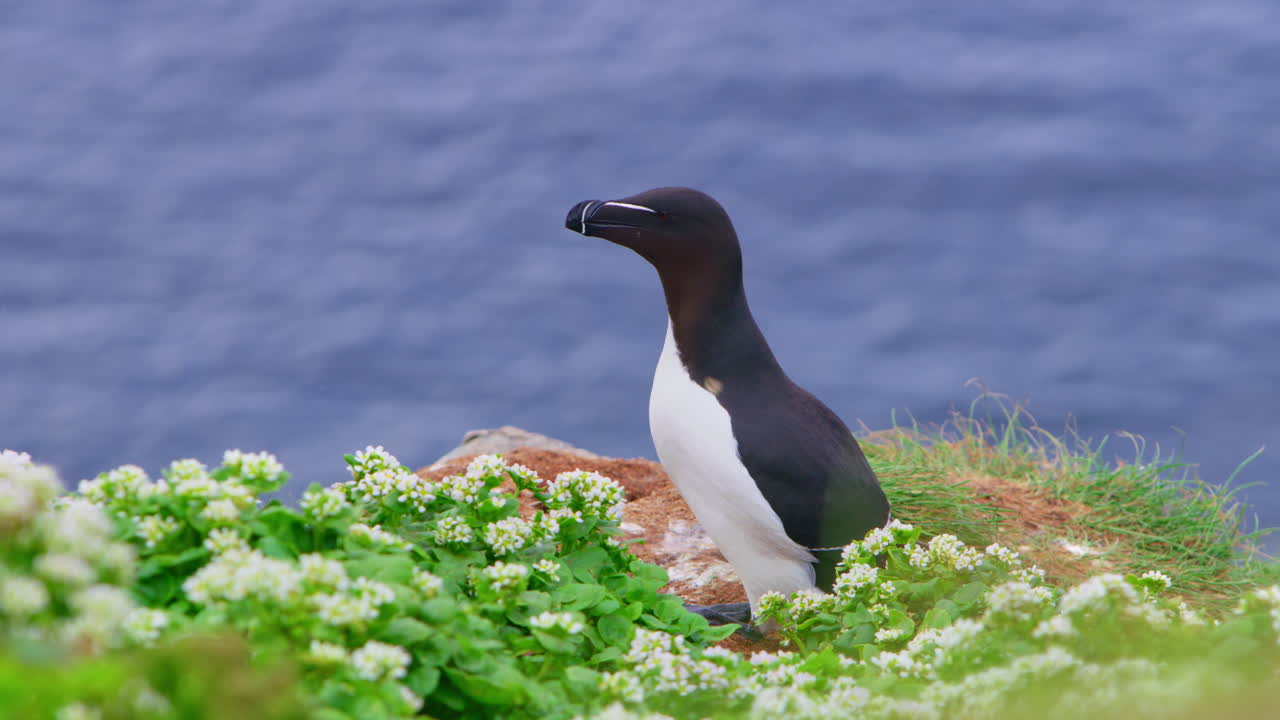 Alke (Alca torda) som letter fra en gresskledd klippe på Hornøya, Finnmark, Norge; hvite blomster i forgrunnen, blått hav, Nord-Atlanteren i bakgrunnen – arktisk sjøfugl med svart-hvite vinger