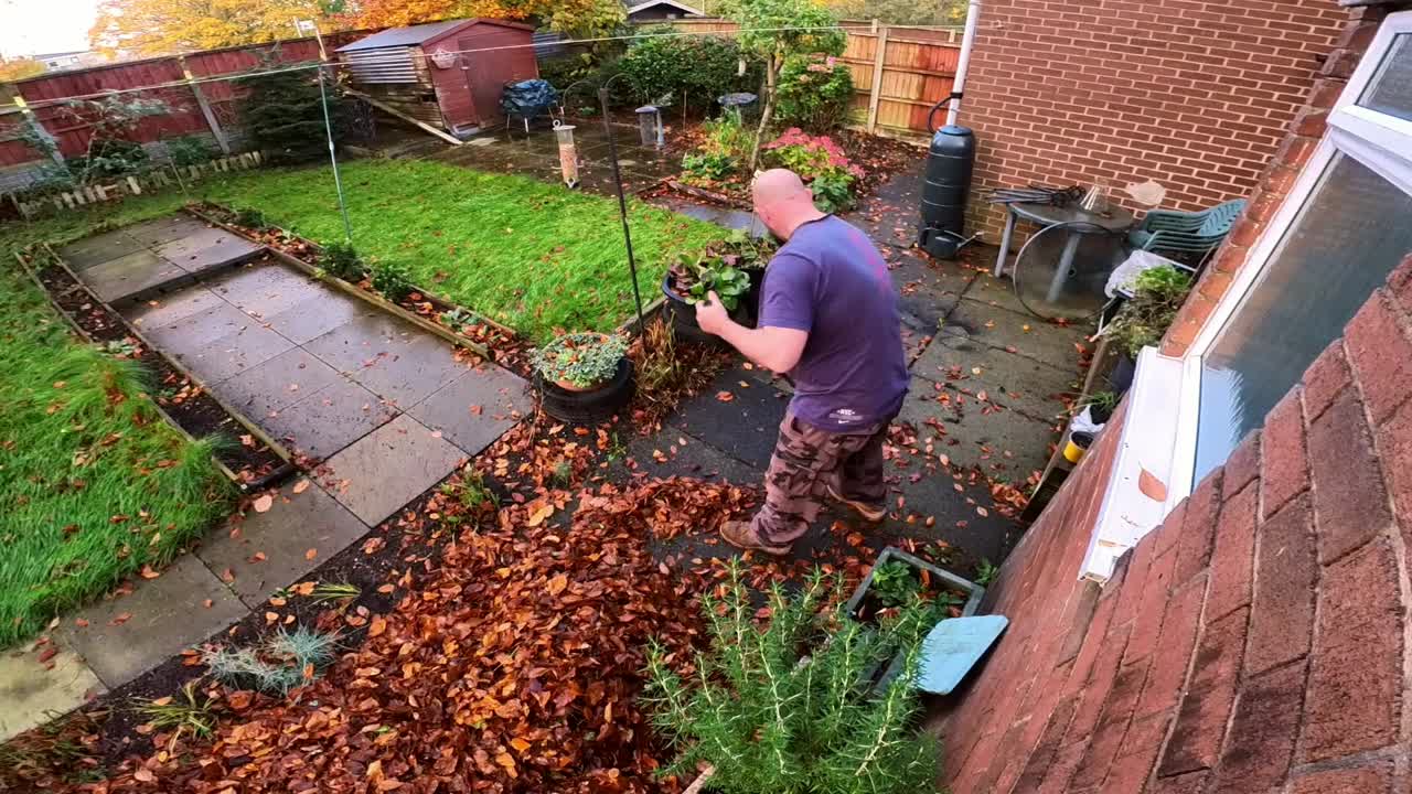 Bearded male raking autumn leaves clearing seasonal home garden lawn timelapse