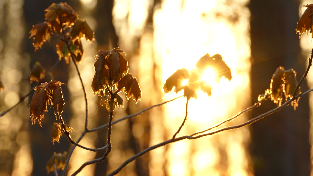 숲 밖의 나뭇가지를 통해 빛나는 황금빛 햇빛의 추상적 패닝 샷