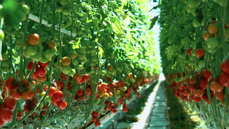 Modern-greenhouse-with-long-rows-of-plants-with-ripe-red-tomatoes