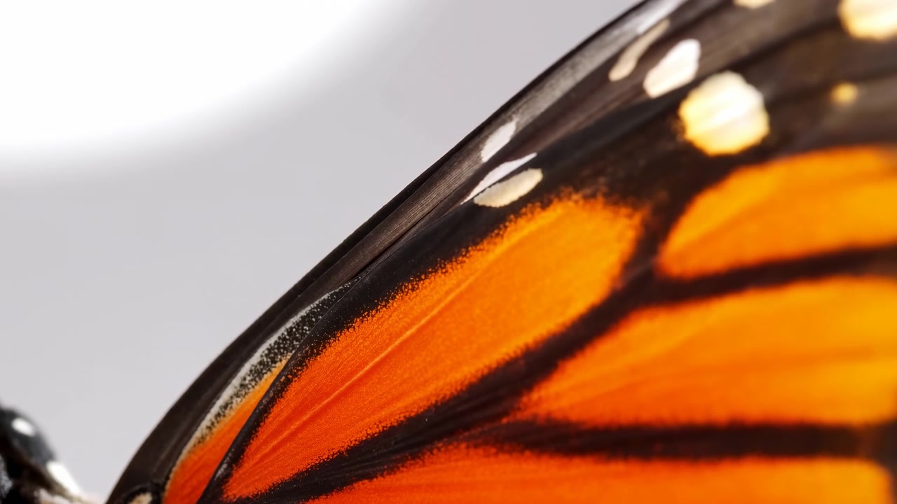 Un primo piano estremo di un'ala di farfalla arancione riempie il lato destro dell'inquadratura, con macchie nere, riflessi lucidi e uno sfondo grigio chiaro e morbido.