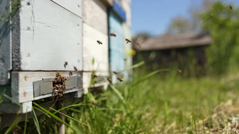 bees at the entrance of a beehive in summer. honey bees flying near the wooden hive on the apiary. slow motion.