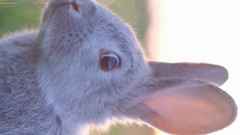 close-up of a gray rabbit looking up