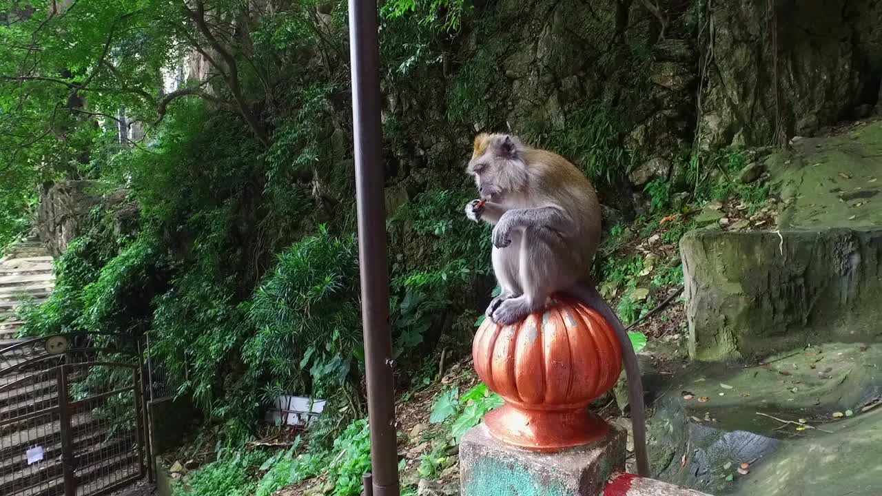 Monkey in Batu Caves,  Kuala Lumpur Malaysia
