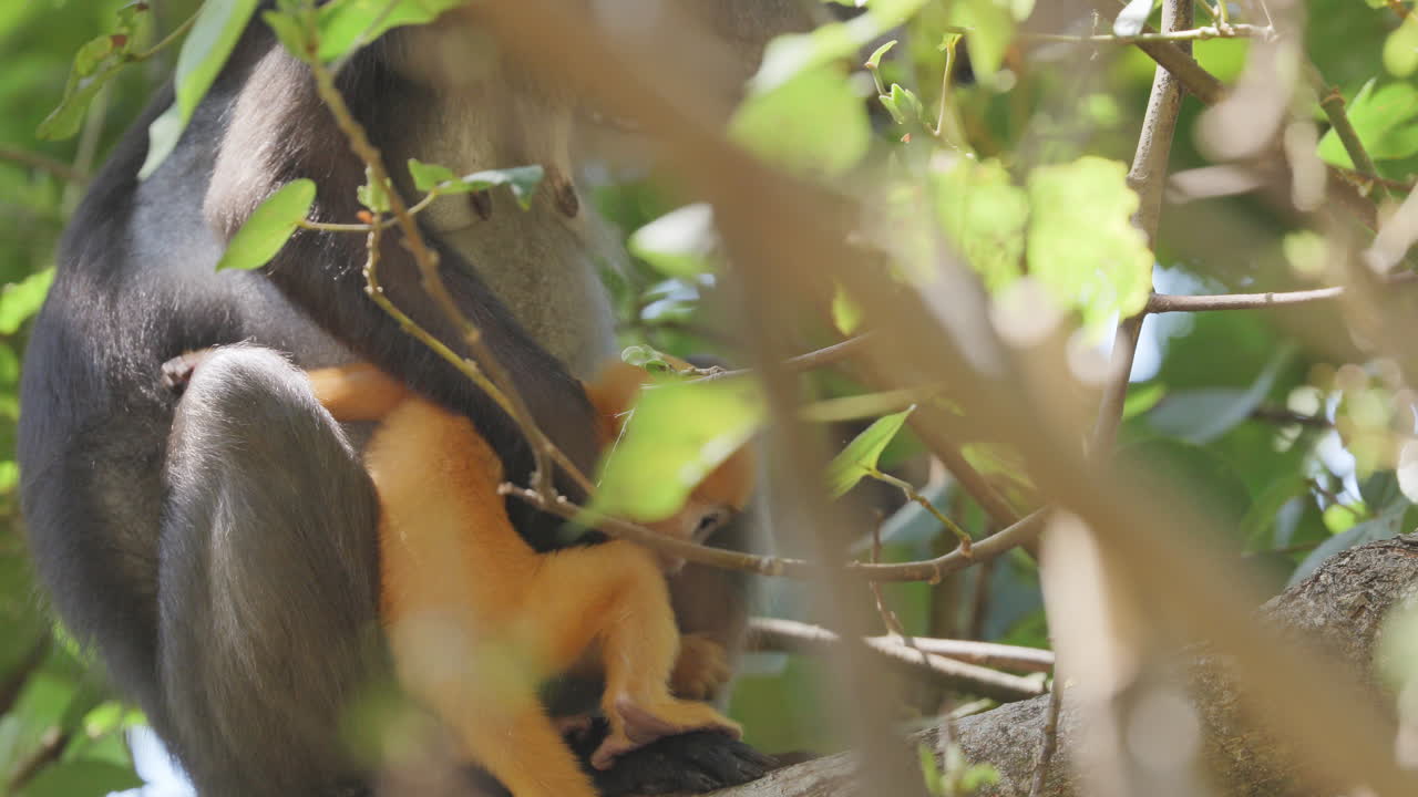 dusky leaf monkeys filmed in langkawi island, malaysia