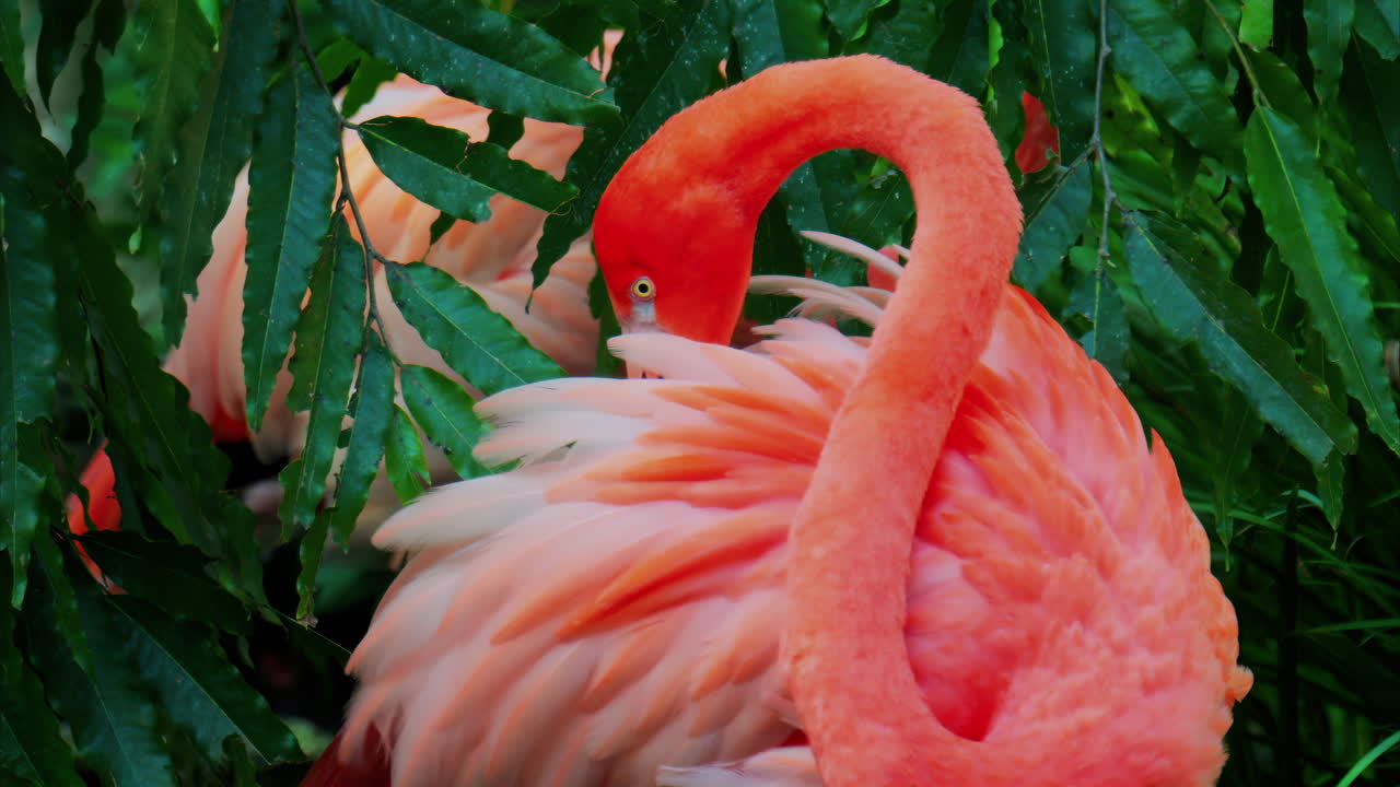 Close up of beautiful, pink flamingo standing in water at a zoo