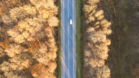 aerial view of intercity road with fast driving cars between autumn forest trees at sunset. top view from drone of highway traffic in evening