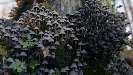 mushrooms, fungi growing on old tree trunk