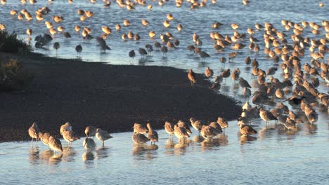 curlew sand piper colony at moss landing, california