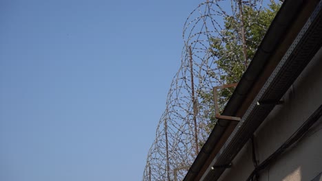 Coils-of-Barbed-Wire-on-Top-of-a-Fence