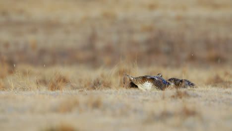 sharp-tailed grouse fighting for dominance on lek, courtship display