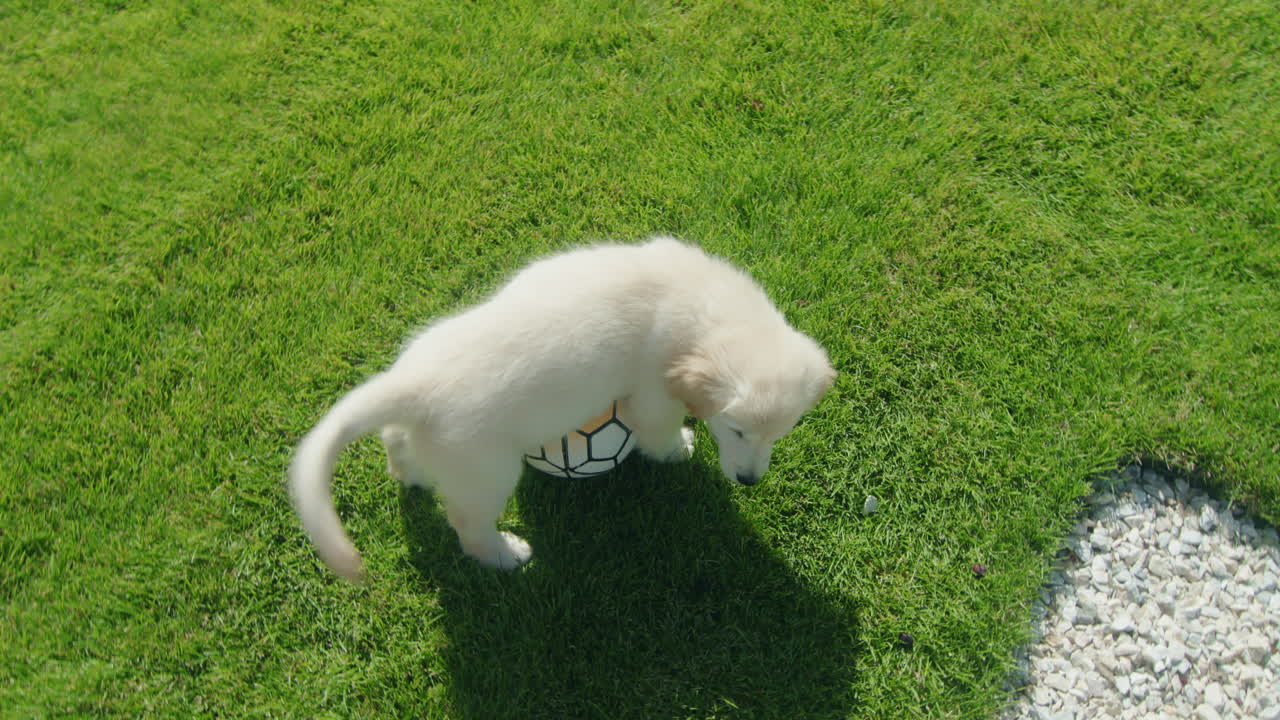 주인이 사랑하는 개와 함께 축구를 하고, 집 뒷마당의 잔디에서 재미를 느끼고 있다.