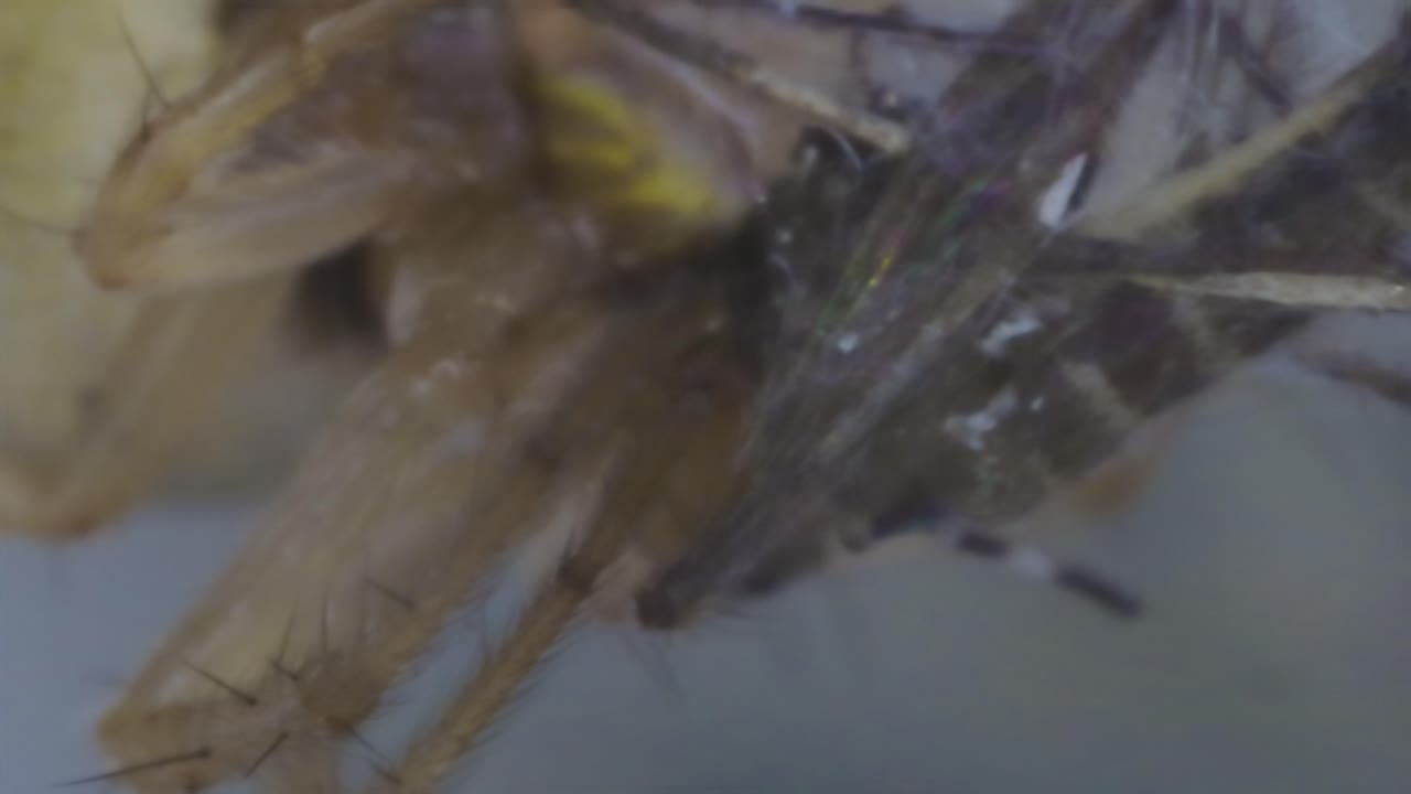 Spider Spinning Web and Eating Mosquito 2