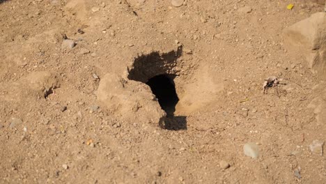 Meerkat burrow in the ground