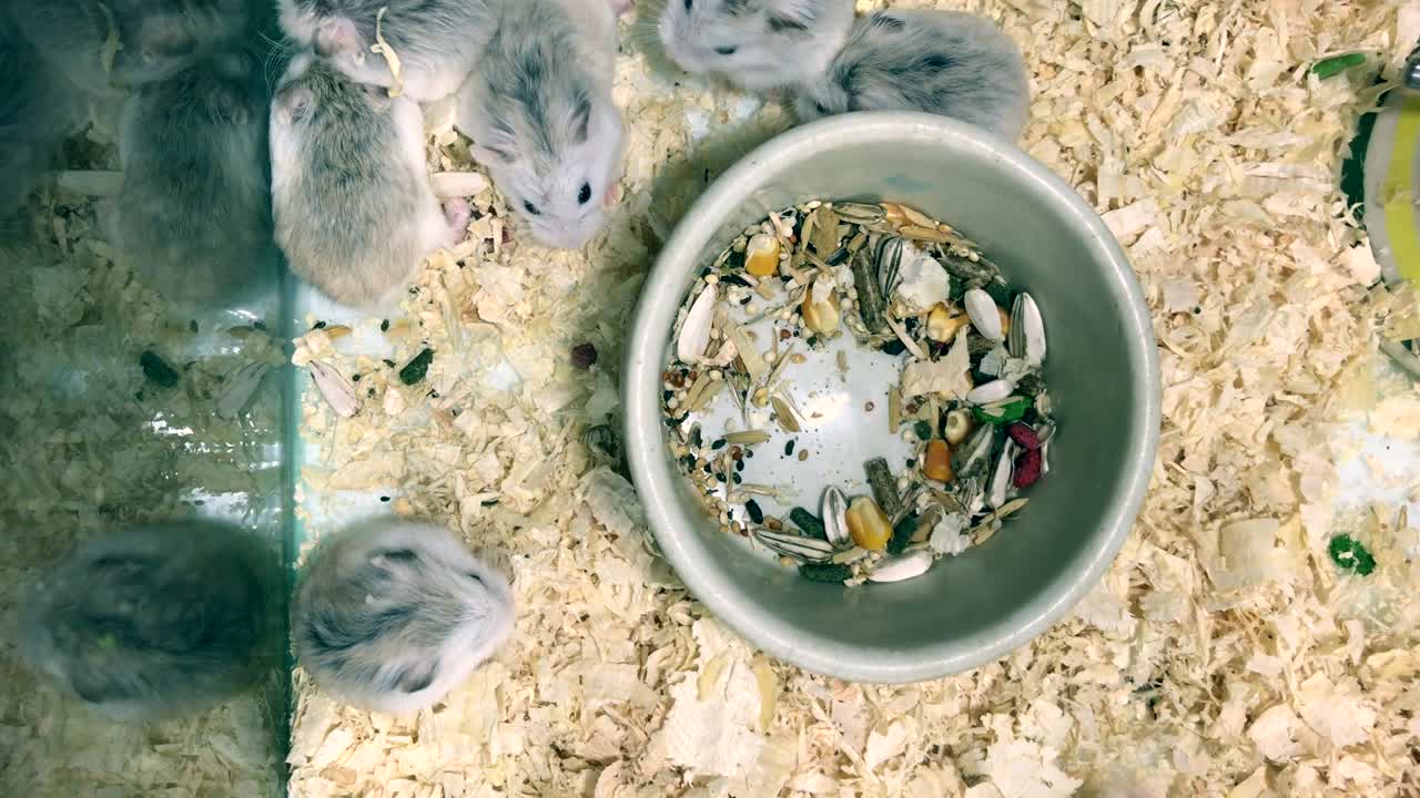 팔기 위해 상자에 땅에 귀여운  또는