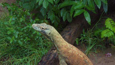 close-up of the head of a young komodo dragon