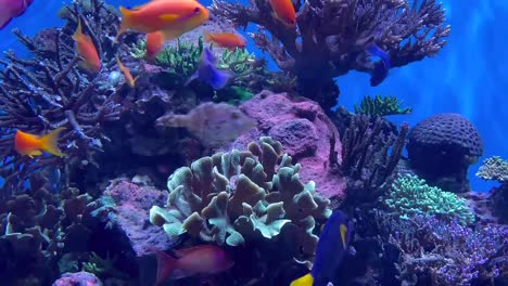 bright and colorful tropical fish aquarium full of life and movement
