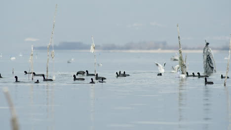 a group of lesser white-fronted goose swim fish lake kerkini greece