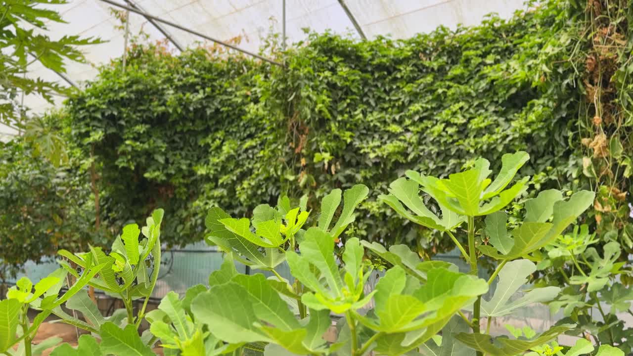 Bright green fig leaves in focus against a dense, leafy greenhouse backdrop—perfect for agriculture, botany, organic farming, or eco-themed content.