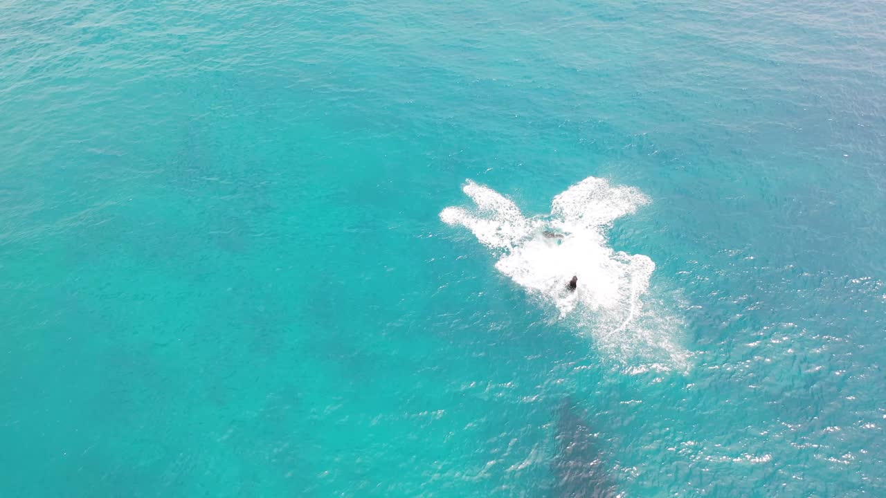 쿡 제도 - 라로통가 고래 관찰 4