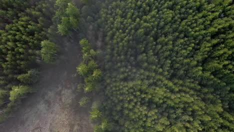 drone ascending over trees in fog and deforestation areas, aerial shot