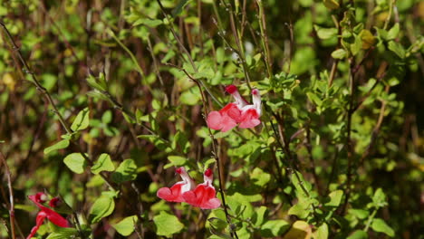 Closeup-red-and-white-perennial-flowers-and-green-foliage-garden-area,-on-a-bright-afternoon