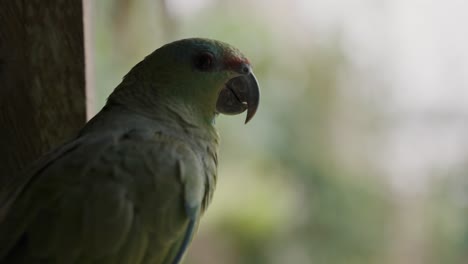 Festive-Parrot-Looking-Away,-Turns-Head-And-Look-At-The-Camera