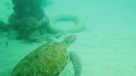 一隻大型海<unk>在海底游泳