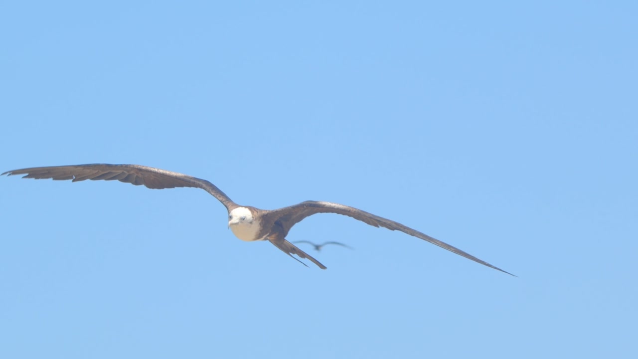 Frigatebirds flying into wind while facing camera Piura Peru