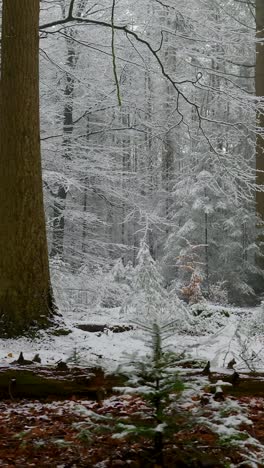 snowy winter forest landscape