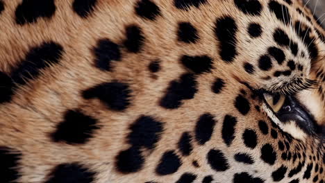 close-up of leopard fur