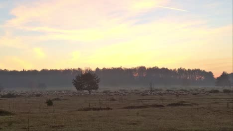 aerial far view of sheep and goat herd walking on grassland next to a tree during orange glowing sunset and haze