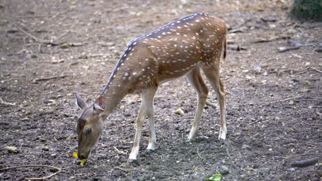 deer eating tree leaf  at forest