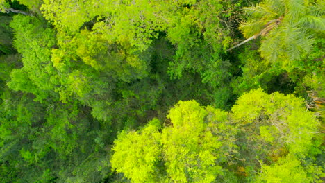 imágenes de drones de la selva amazónica en américa del sur