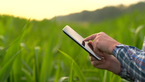 Back-view:-the-Modern-farmer-in-his-shirt-and-baseball-cap-with-tablet-computer-in-the-hands-of-the-hand-touches-the-leaves-of-corn-in-field-at-sunset-by-analyzing-the-state-of-the-harvest-and-health-of-plants.-Modern-agriculture