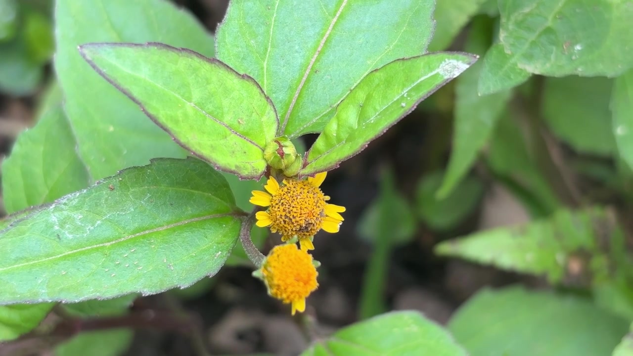 Small Yellow Wildflower Blooming in Green Foliage
