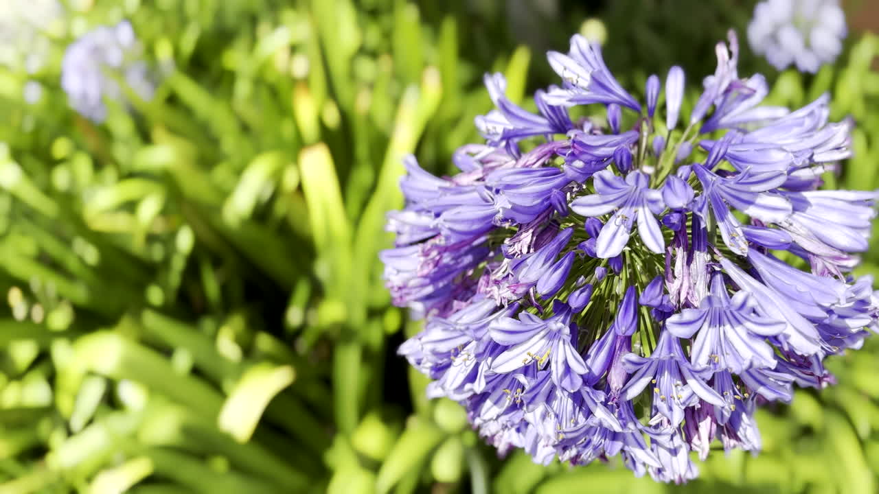 Primo piano di una vivace infiorescenza viola del giglio africano (Agapanthus) autoctono.