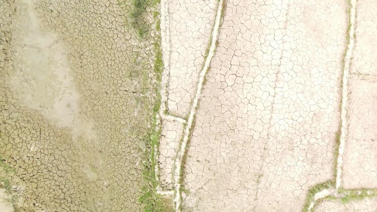paddy field and across dry barren drought land