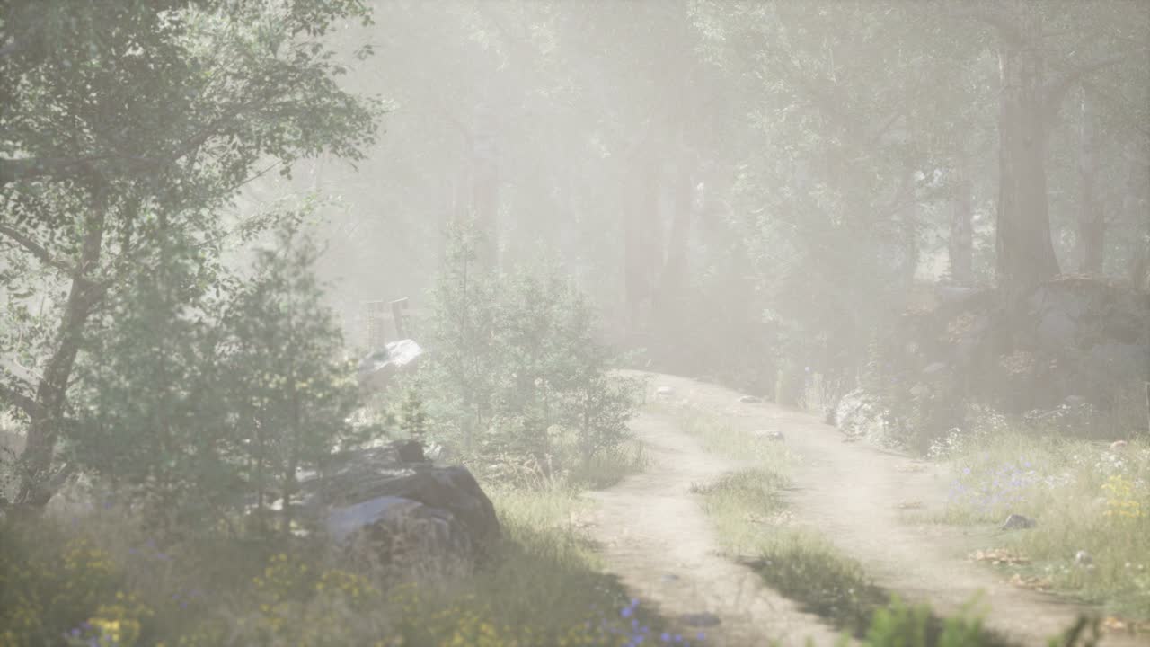 안개 가 가득 한 여름 아침 에  ⁇ 나무 들 에 들어오는  ⁇ 빛