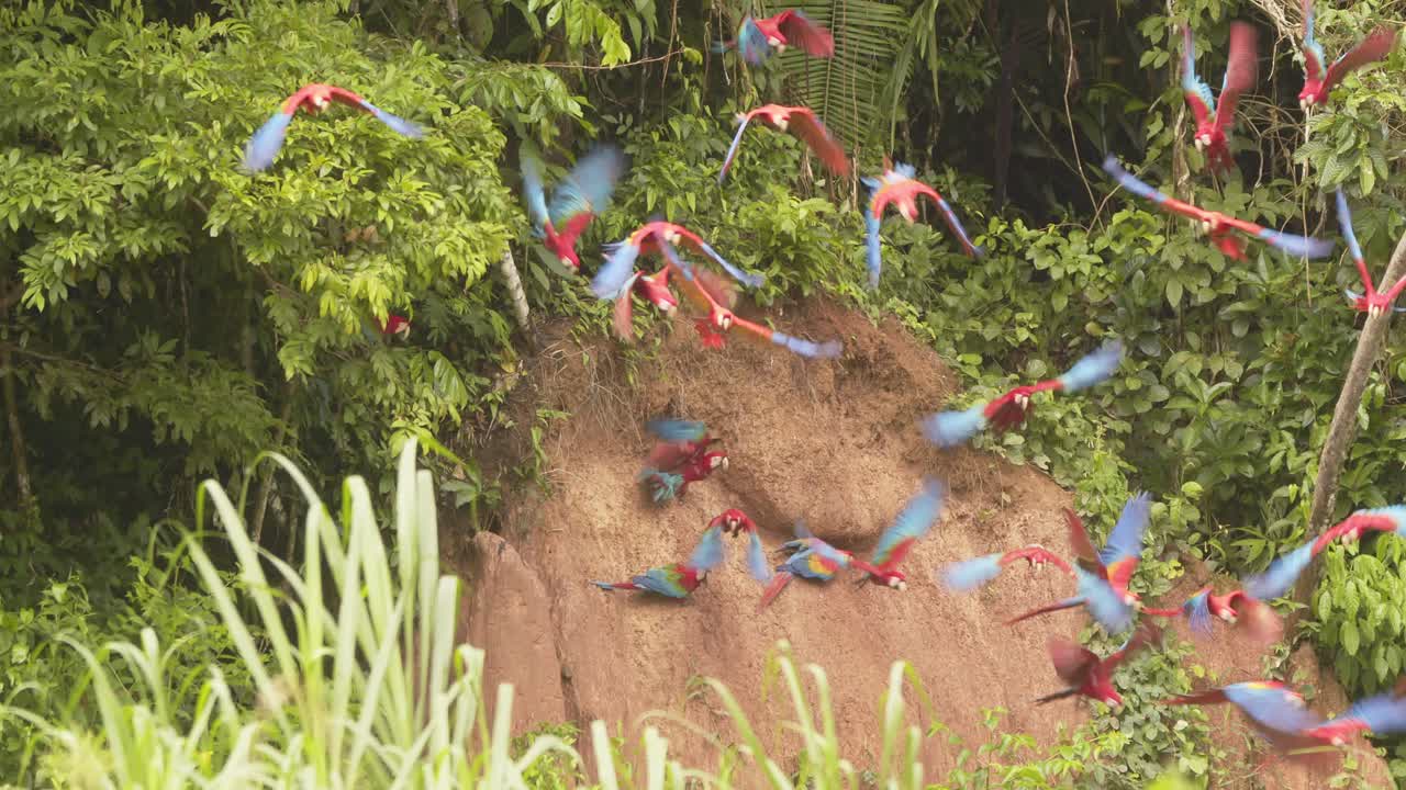 las araas escarlata de colores vívidos vuelan desde el lago de arcilla de chuncho en perú, sus movimientos ralentizados para un efecto dramático.