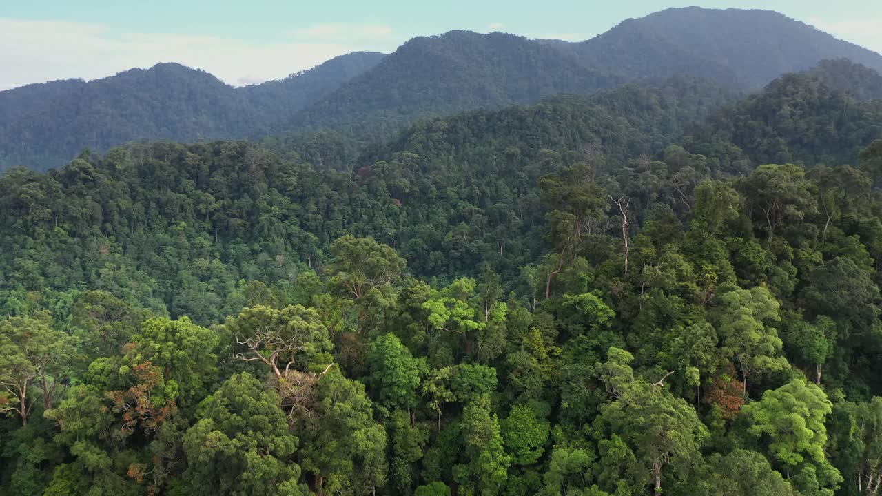 Aerial pedestal up shot of beautiful green rainforest in Gunung Leuser National Park, the Tropical Rainforest Heritage of Sumatra, Indonesia